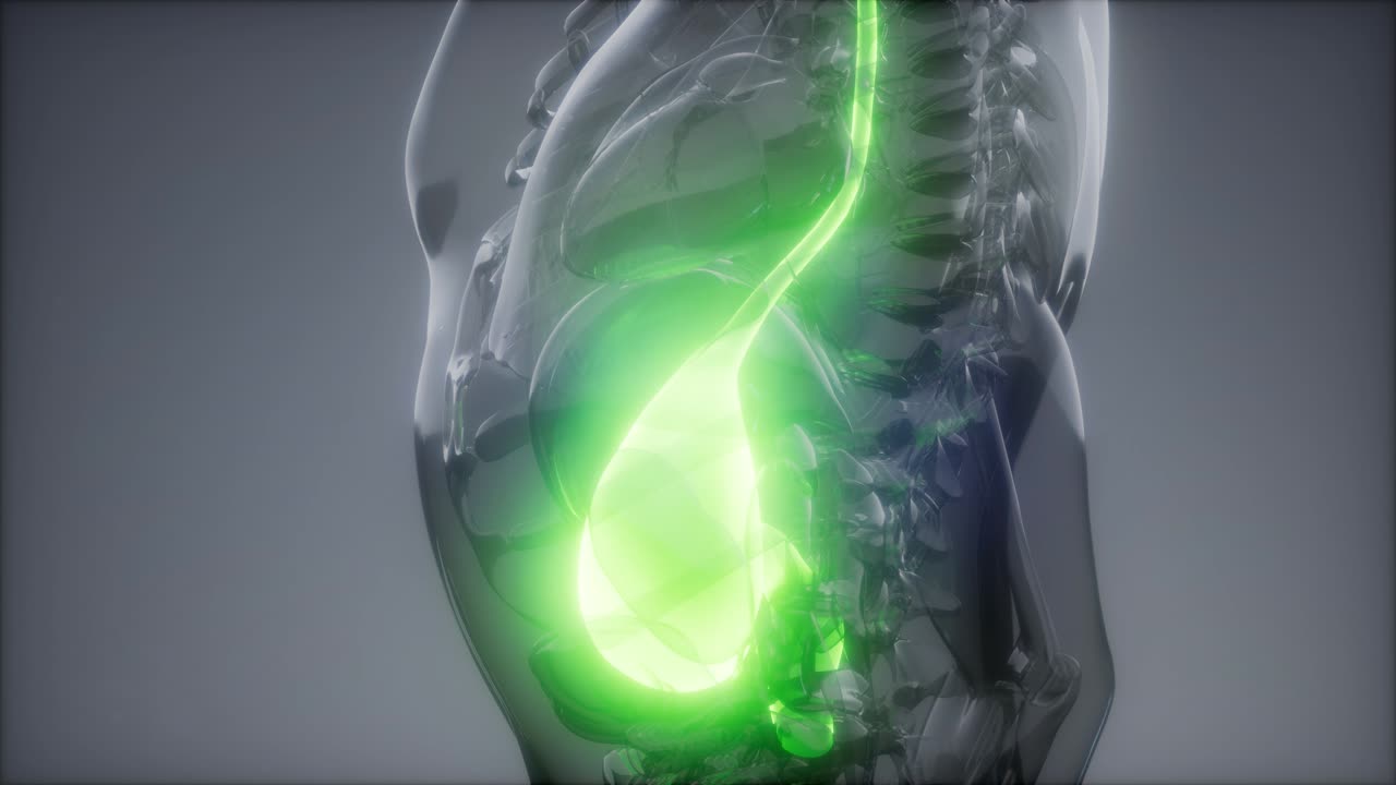 examen de radiología estomacal humano