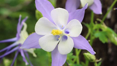 una suave brisa hace bailar a una columbine de las montañas rocosas