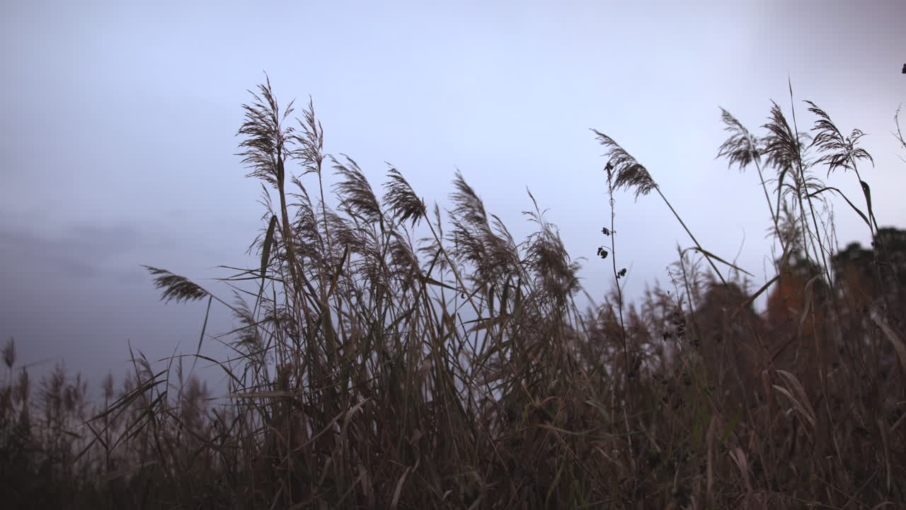 Campo di erba sotto un cielo nuvoloso