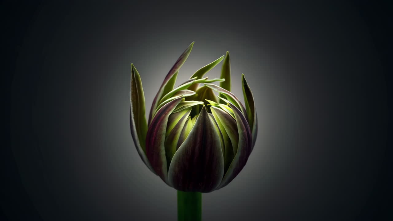 primer plano de un brote de tulipán oscuro