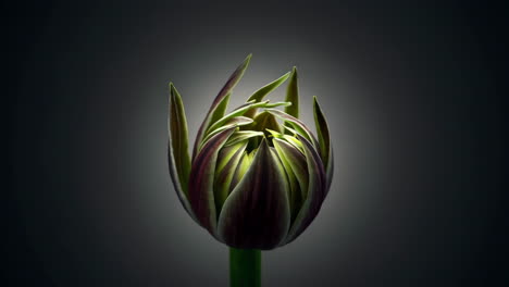 close-up of a dark tulip bud