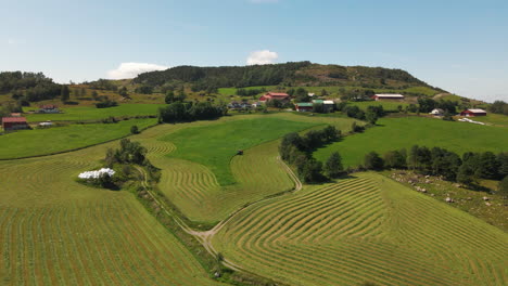 Ackerland-Mit-Frisch-Geschnittenem-Gras-In-Einer-Schwade,-Die-Darauf-Wartet,-Für-Silage-Zu-Trocknen