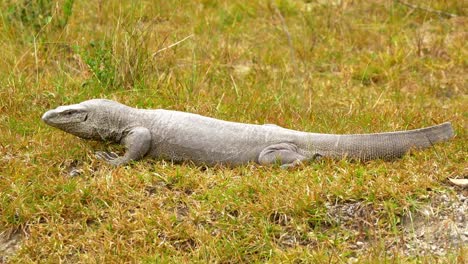 Stetiger-Schuss-Einer-Beeindruckenden-Riesigen-Monitoreidechse,-Die-über-Ein-Wunderschönes-Grasbett-In-Sri-Lanka,-Asien,-Blickt