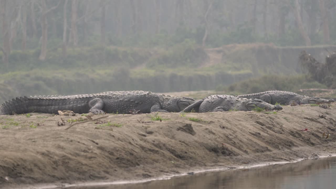 algunos cocodrilos muggar tirados en la orilla de un río en el parque nacional de chitwan