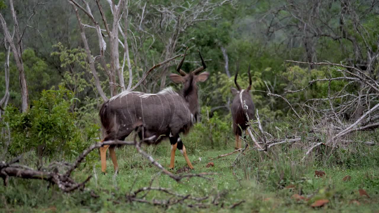 antílope nyala asustado por una manada de impalas en una reserva de vida silvestre de áfrica