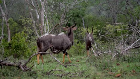 nyala antelope startled by herd of impala in africa animal wildlife game reserve