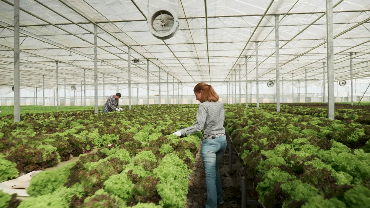 People working in a greenhouse with rows of lettuce