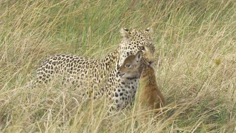 Bebé-Lechwe-Todavía-Vivo-Colgando-En-La-Boca-De-Los-Leopardos-En-La-Sabana