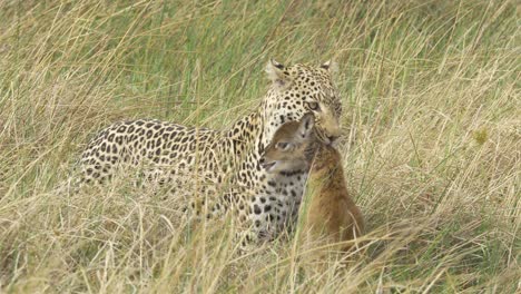 bebé lechwe todavía vivo colgando en la boca de los leopardos en la sabana