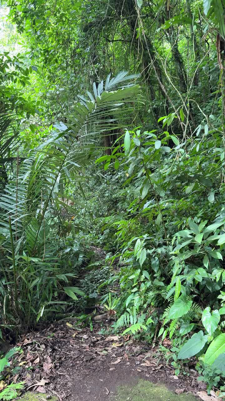Sentiero verde lussureggiante che conduce attraverso una fitta giungla tropicale.