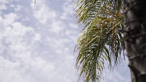 hojas de palma contra un fondo de cielo nublado