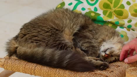Close-up of a cat sleeping comfortably while a hand gently pets him in Marrakesh, Morocco, showing a tender and calm moment