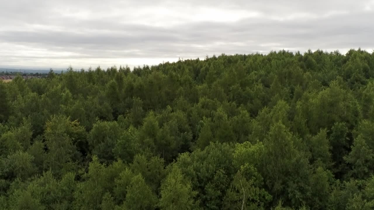 Aerial view above British woodland forested trees in scenic rural countryside park wilderness