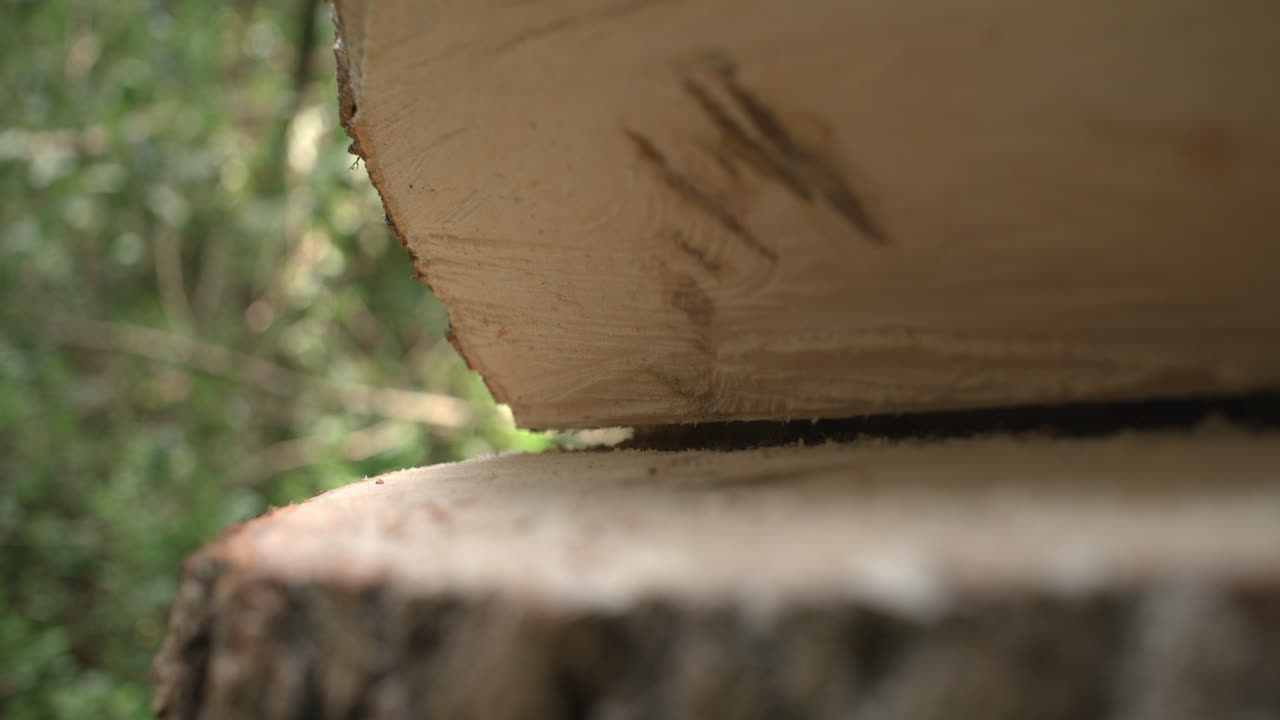 Rack focus close up view of tree with a wedge cut out of it ready for tree felling