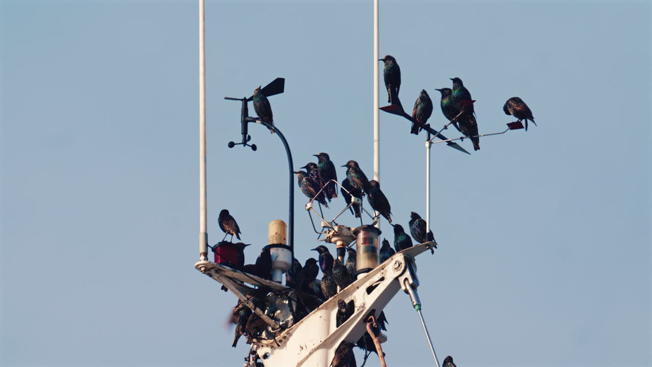 Gruppe af fugle, der hviler på bådmast og nautisk udstyr mod en klar himmel
