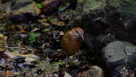 La-Pitta-De-Nuca-Oxidada-Es-Un-Ave-Confiada-Que-Se-Encuentra-En-Hábitats-De-Bosques-Montañosos-De-Gran-Altura,-Hay-Muchos-Lugares-En-Tailandia-Para-Encontrar-Esta-Ave