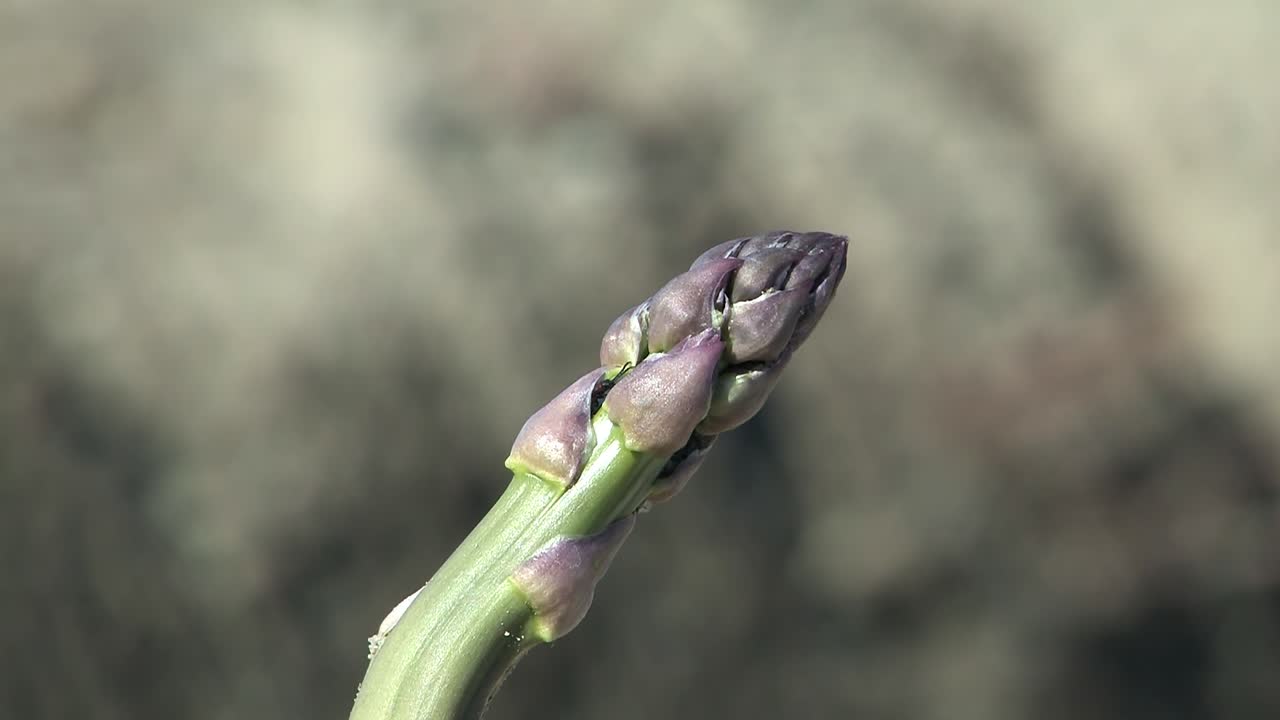 Reifer Spargel Minuten vor der Ernte, Karlskron, Deutschland