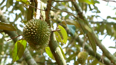 durian fruit on tree