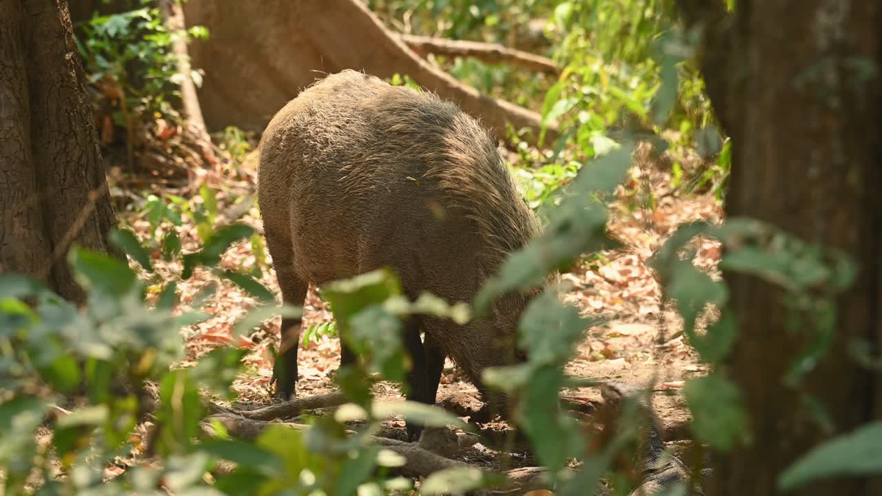 jabalí, sus scrofa, imágenes de 4k, santuario de vida silvestre huai kha kaeng, tailandia