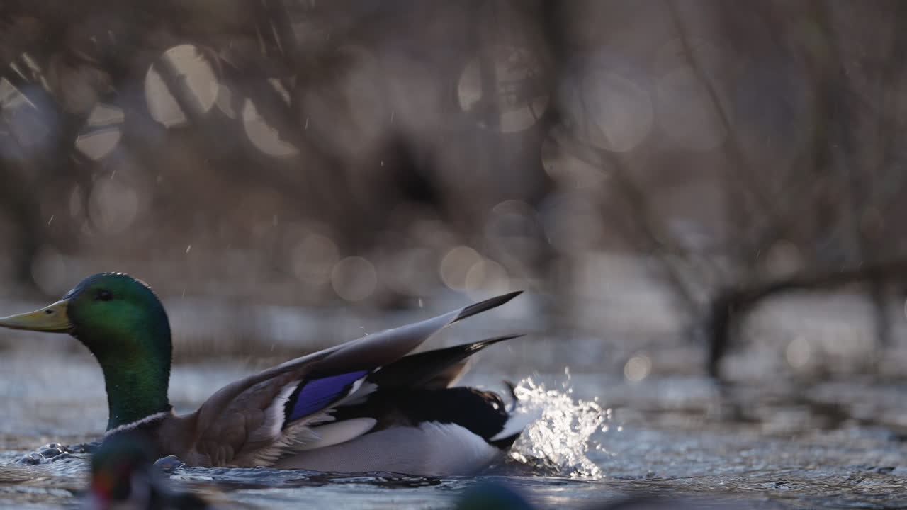 Ducks swimming in a pond on a sunny day