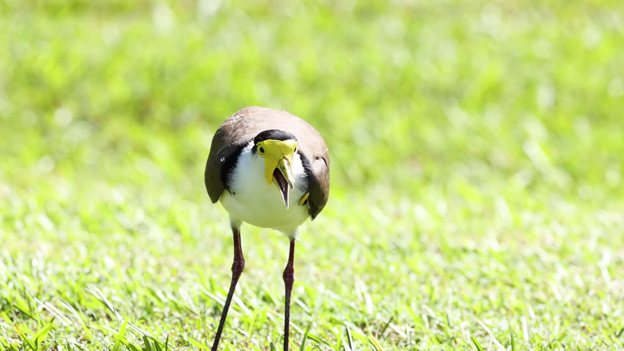 새는 땅을 고, 먹고, 주위를 둘러보고