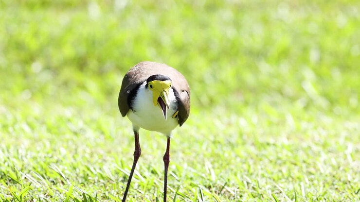 Un uccello becca il terreno, mangia e si guarda intorno