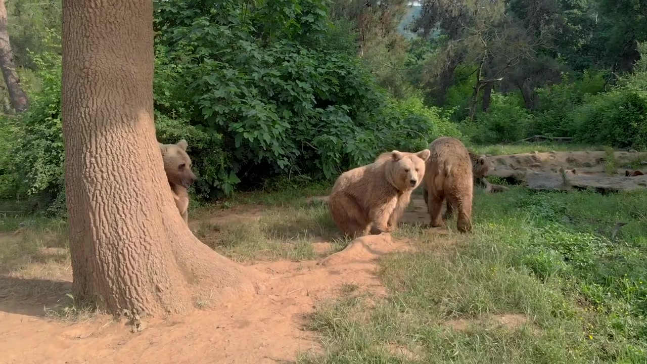 Brown Bears Resting and Moving in a Forest Habitat
