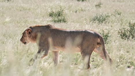 a young lion walks through the grass in the kalahari of south africa
