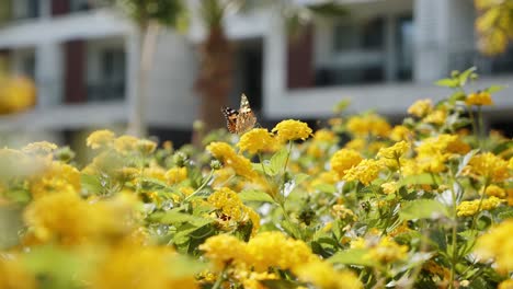 Majestuosas-Flores-Amarillas-Y-Mariposas-Con-Edificio-De-Hotel-Blanco-En-Segundo-Plano