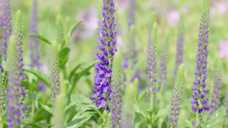 lavender and bees in flower from an essex garden, england. clip 14