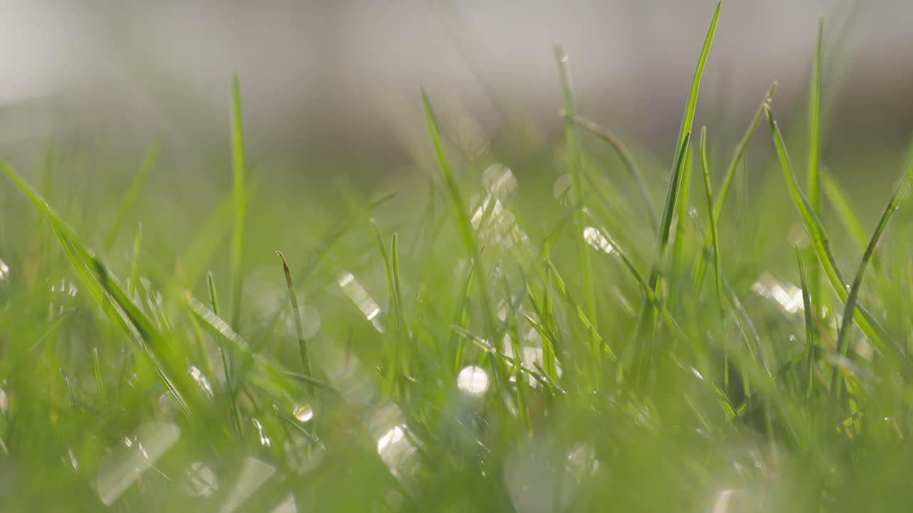 은 풀의 클로즈업