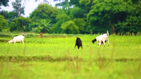 black bengal goats grazing at field in bangladesh, solid black, cream and black with dutch belt spotting