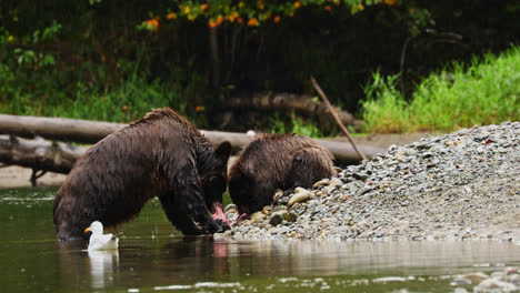 Madre-Grizzly-Bear-Comiendo-Salmón-Fresco-Con-Dos-Cachorros-En-Pebble-Beach-Shore