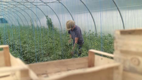 cuidando las plantas
