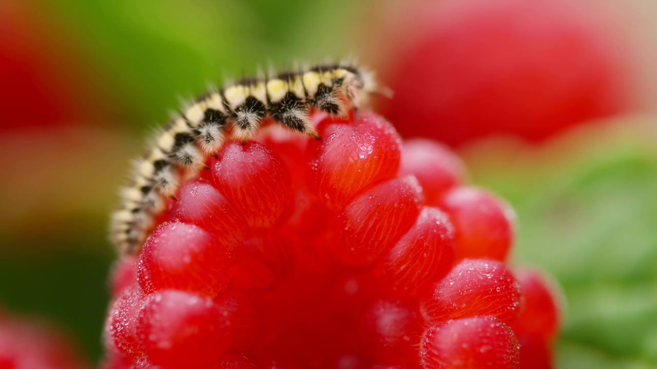Extreme close view of hairy yellow and black caterpillar crawling along ripe red raspberry drupelets, showing curved body, prolegs, glossy surface, natural color contrast, and soft blurred background