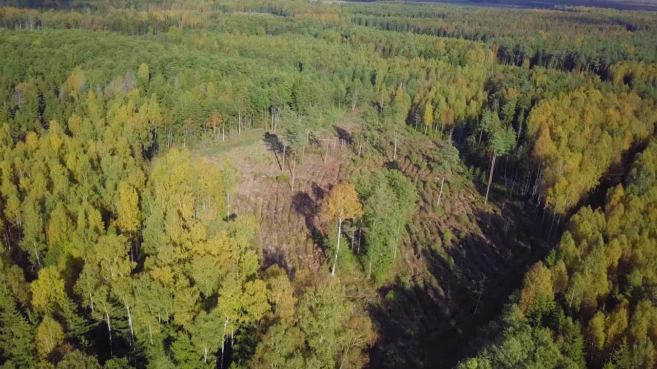 principios de otoño en el bosque, vista superior aérea, bosque mixto, coníferas verdes, árboles de hoja caduca con hojas amarillas, bosques de colores de otoño, paisaje de bosque nórdico, tiro de establecimiento de gran angular