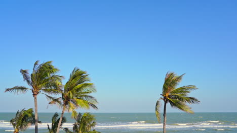 Static-shot-of-palm-trees-isolated-on-a-clear-blue-sky-and-calm-ocean-during-bright-sunny-day-in-some-exotic-destination