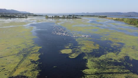 pelicans in a wetland