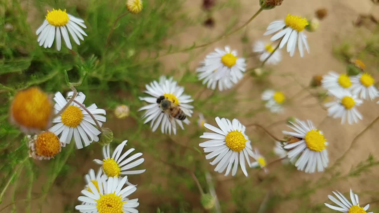 Macro ravvicinata di un'ape mellifera africana che raccoglie polline e vola in slow motion su fiori di margherita sudafricana bianchi, con sabbia marrone e piante verdi sullo sfondo con effetto bokeh sfocato