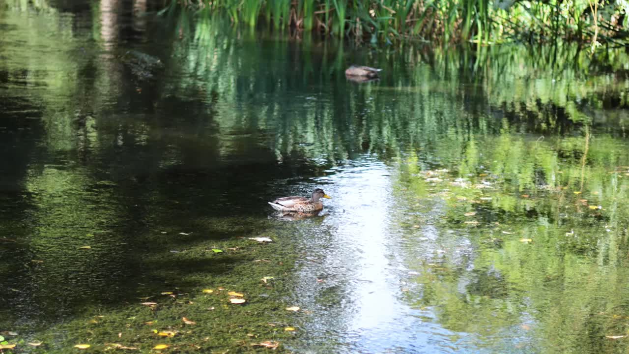 조용한 정원 수영장에서 수영하는 오리