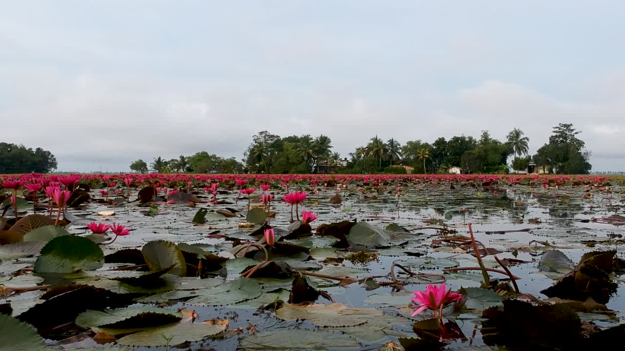 수련 연못 강 바다, 수련 개화, 아름다운 공중 촬영, 꽃, 들판, 빨강, 아침, 트랙 샷, 큰 그룹, 식물