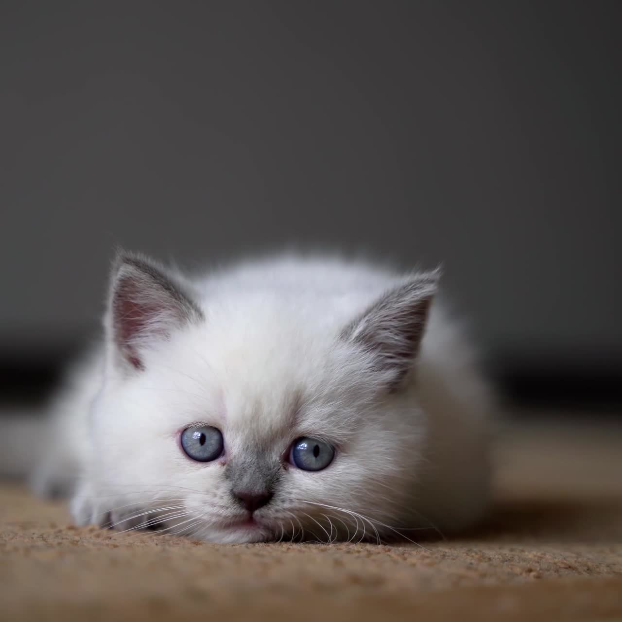 Cute shorthair white kitten