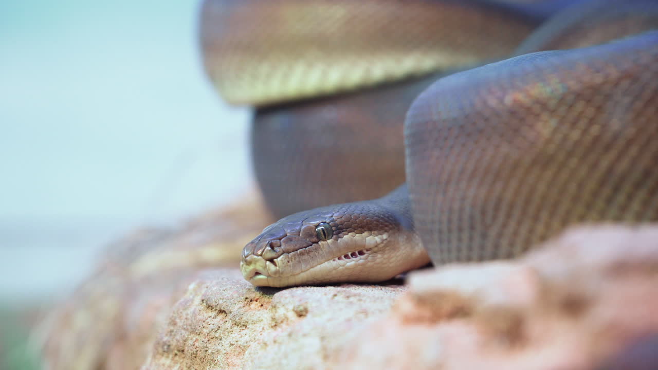 Big Snake Resting On Rock In The Zoo - close up
