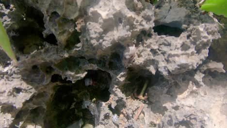 several hermit crabs climbing over rocks in the wild