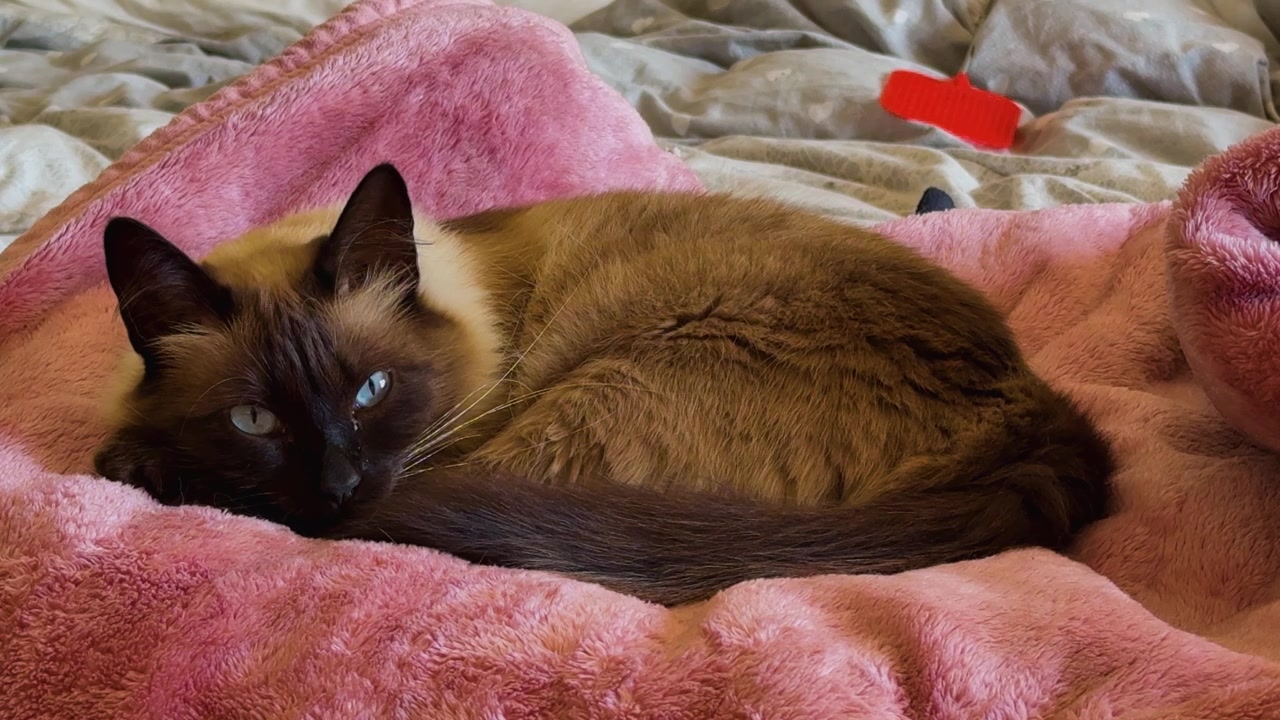 Uno scatto cinematografico in interni che ritrae un bellissimo gatto randagio dal pelo soffice, incrocio di razza iberica, con tratti distintivi