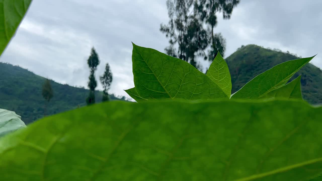 Detail tobacco leaves at tobacco farm with tropical mountain as the background