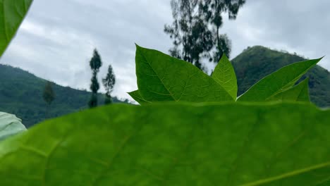 detail tobacco leaves at tobacco farm with tropical mountain as the background
