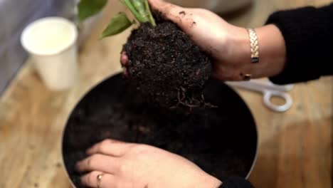 Planta-De-Terrario-Preparada-Con-Una-Rica-Mezcla-Para-Macetas-Por-Hembra-Para-Su-Inclusión-En-El-Terrario,-Primer-Plano-Manual