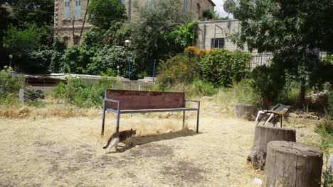 cat enter shade under an outdoor metal rusty bench in local jerusalem garden