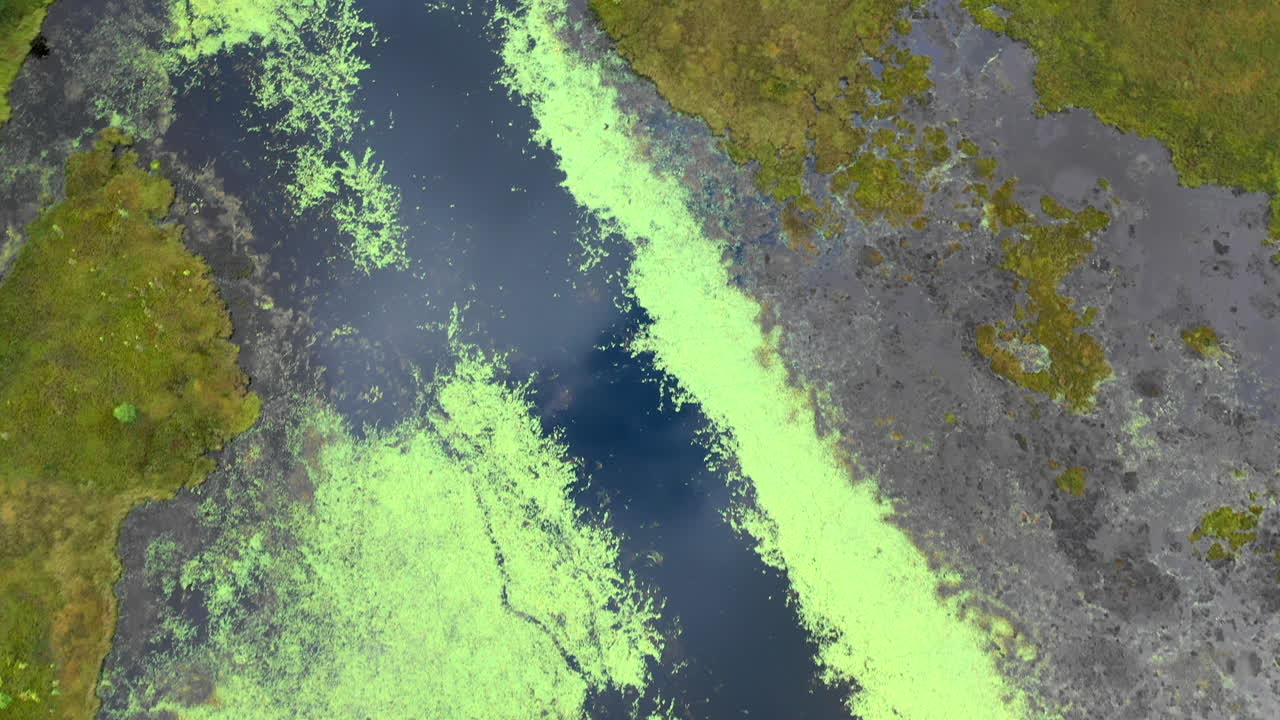 Aerial View of a Swamp Landscape